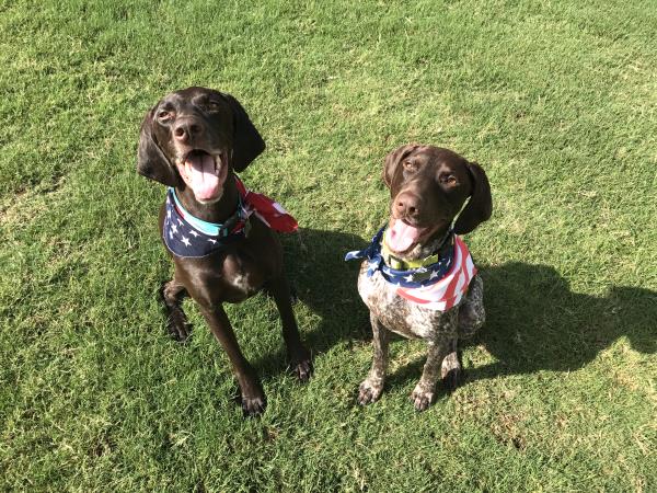 /Images/uploads/Southeast German Shorthaired Pointer Rescue/segspcalendarcontest2018/entries/8767thumb.jpg